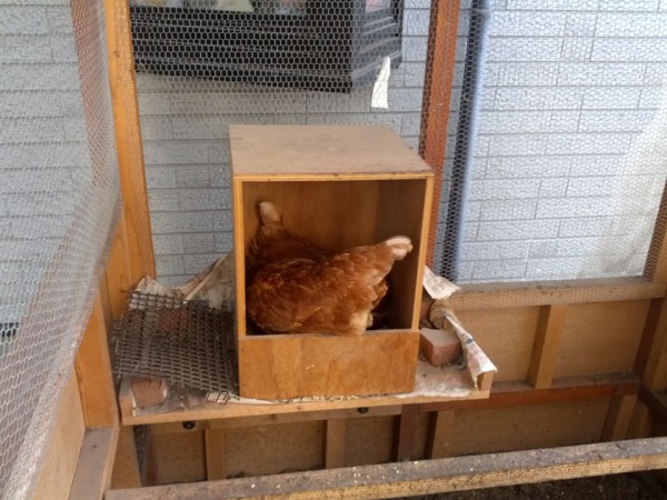 ニワトリが産卵箱で仲良く一緒に卵を産んでいる光景 | 学問を究める道楽道